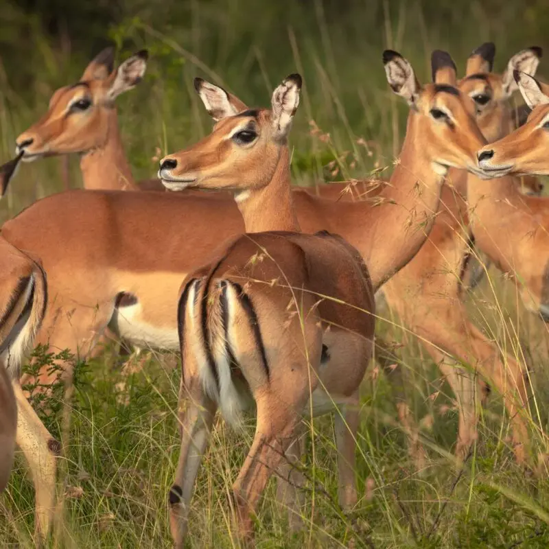 A small herd of impala stands alert among tall grass, their warm brown coats and white markings visible as they look in different directions across the savannah.