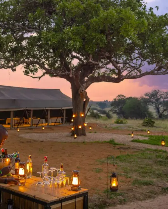A staff member at Olakira Migration Camp prepares drinks at an outdoor safari bar, lanterns lining the ground and a large tree, with canvas tents and a colourful sunset sky in the background.