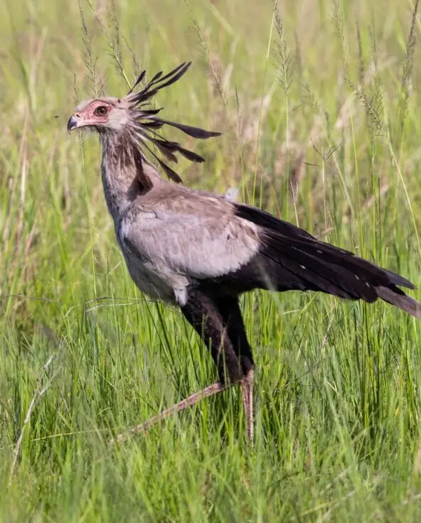 A secretary bird stands in green grassland, its long legs and distinctive crest feathers visible as it scans for prey.