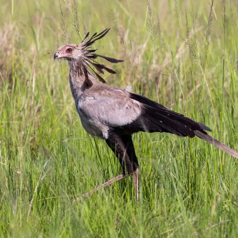 A secretary bird stands in green grassland, its long legs and distinctive crest feathers visible as it scans for prey.