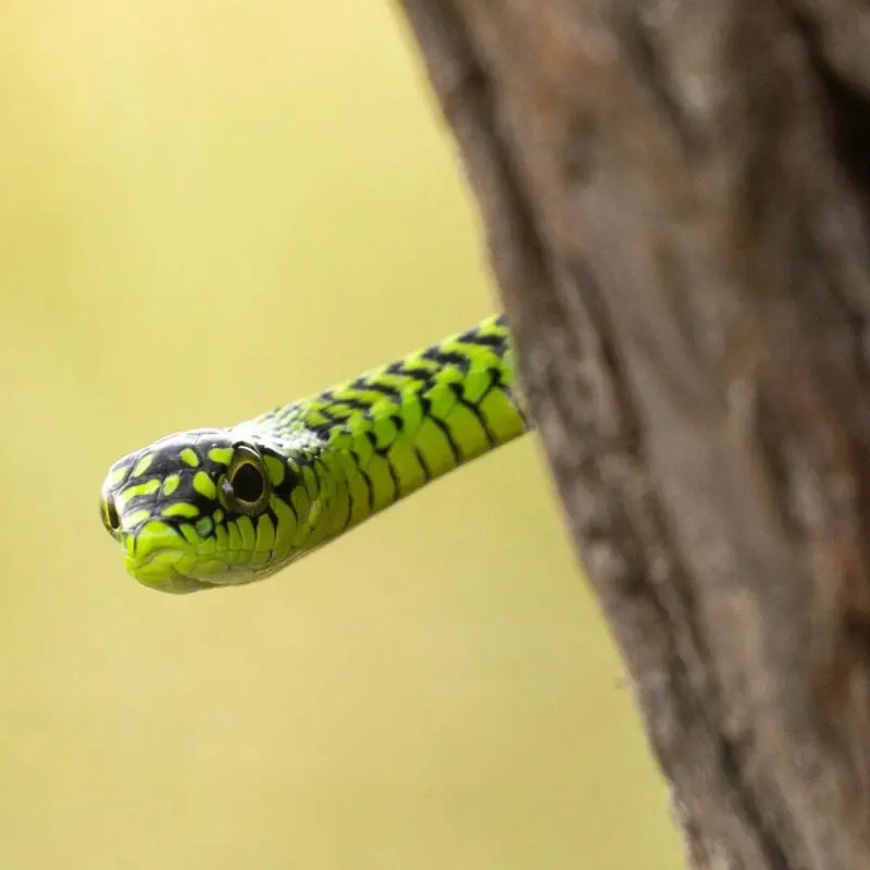 A bright green snake with black markings extends its head from behind a tree trunk, its eyes alert against a softly blurred natural background.