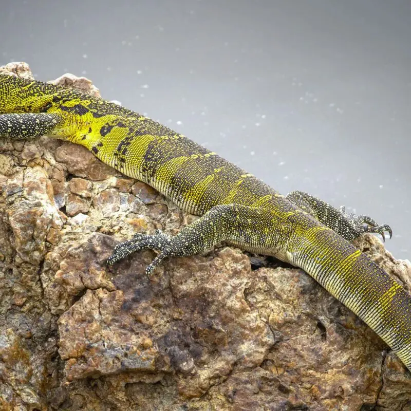 A large yellow-and-black monitor lizard lies stretched across a rocky outcrop, basking in the sun against a soft, neutral background.