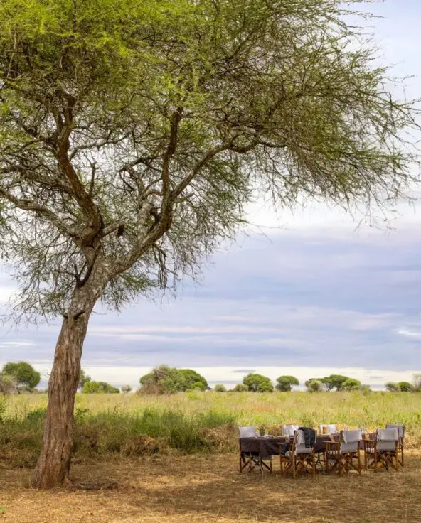 An outdoor lunch table arranged under a tall acacia tree, surrounded by open grassland and scattered trees, creating a peaceful bush dining setting.