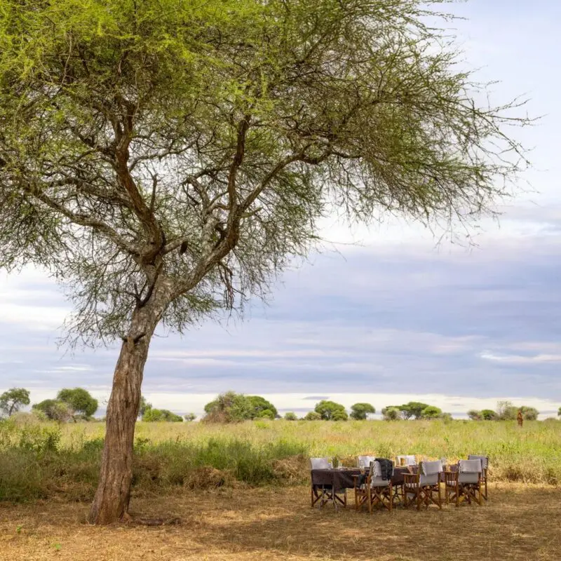 An outdoor lunch table arranged under a tall acacia tree, surrounded by open grassland and scattered trees, creating a peaceful bush dining setting.