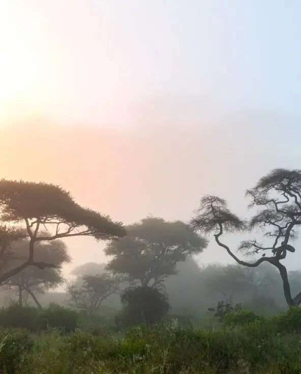Soft morning light filters through fog among acacia trees in a peaceful savannah landscape