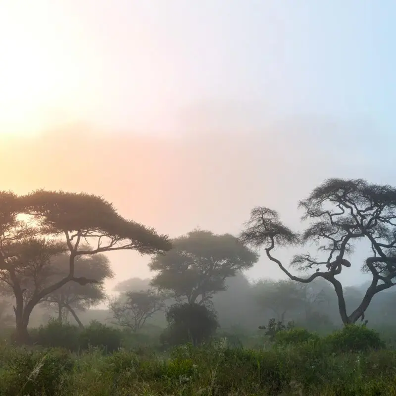 Soft morning light filters through fog among acacia trees in a peaceful savannah landscape