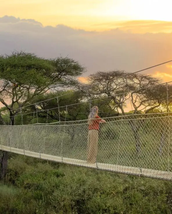 A female guest stands on the raised suspension walkway at Oliver's Camp above the trees, watching the sun set through acacia trees, with golden light illuminating the sky and landscape.
