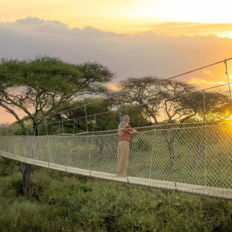 A female guest stands on the raised suspension walkway at Oliver's Camp above the trees, watching the sun set through acacia trees, with golden light illuminating the sky and landscape.