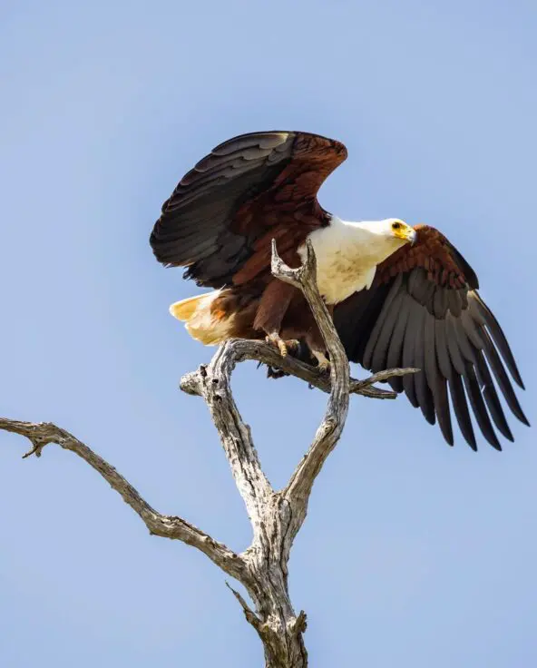 An African fish eagle perched on a dead tree branch with wings spread against a clear blue sky