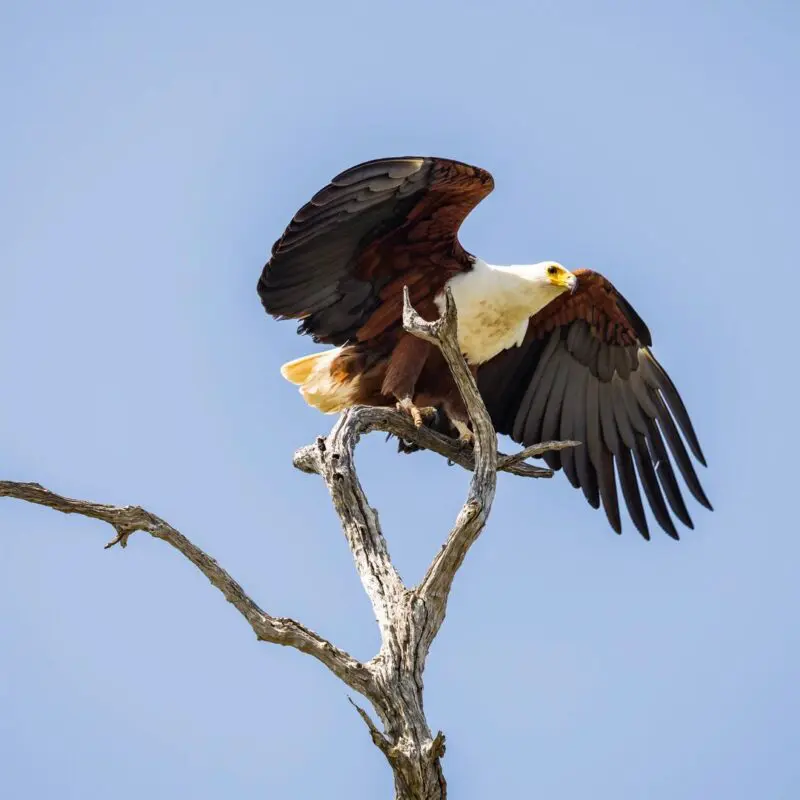 An African fish eagle perched on a dead tree branch with wings spread against a clear blue sky