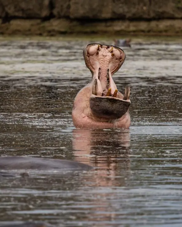 A hippopotamus with mouth open wide in a river, with other hippos partially visible nearby