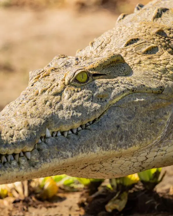 Close-up of a Nile crocodile’s head showing textured scales and sharp teeth on a sandy riverbank