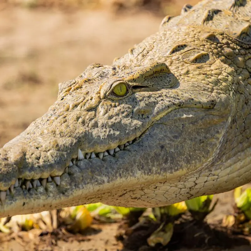 Close-up of a Nile crocodile’s head showing textured scales and sharp teeth on a sandy riverbank