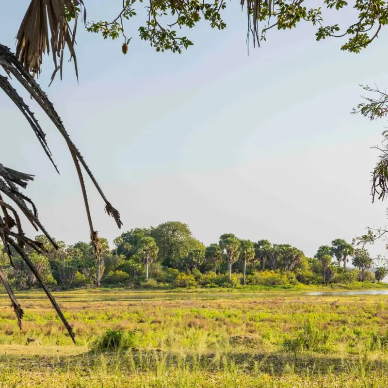 A scenic view of a river in the Nyerere National Park with grassy banks and palm trees under a clear sky