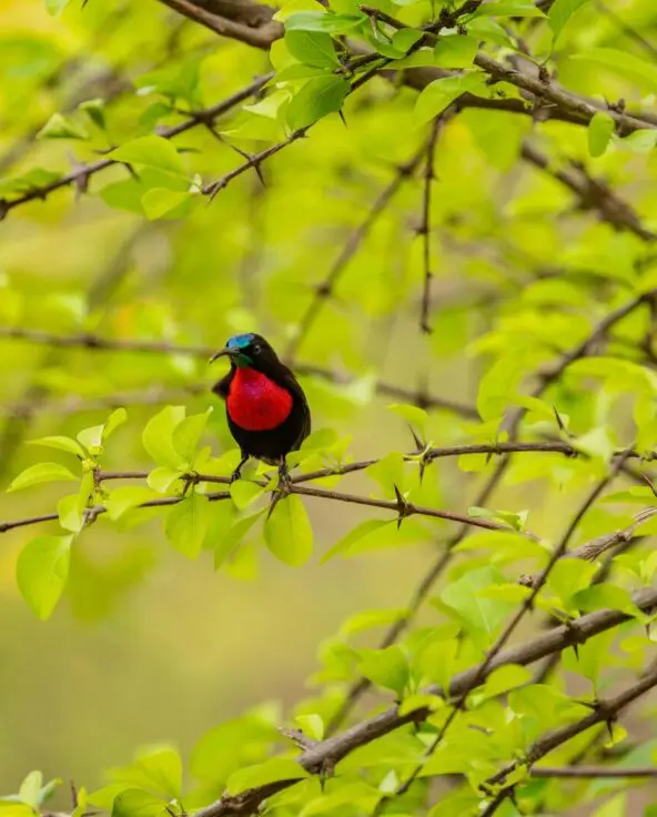 A small scarlet chested sunbird perched on a leafy branch in the Nyerere National Park