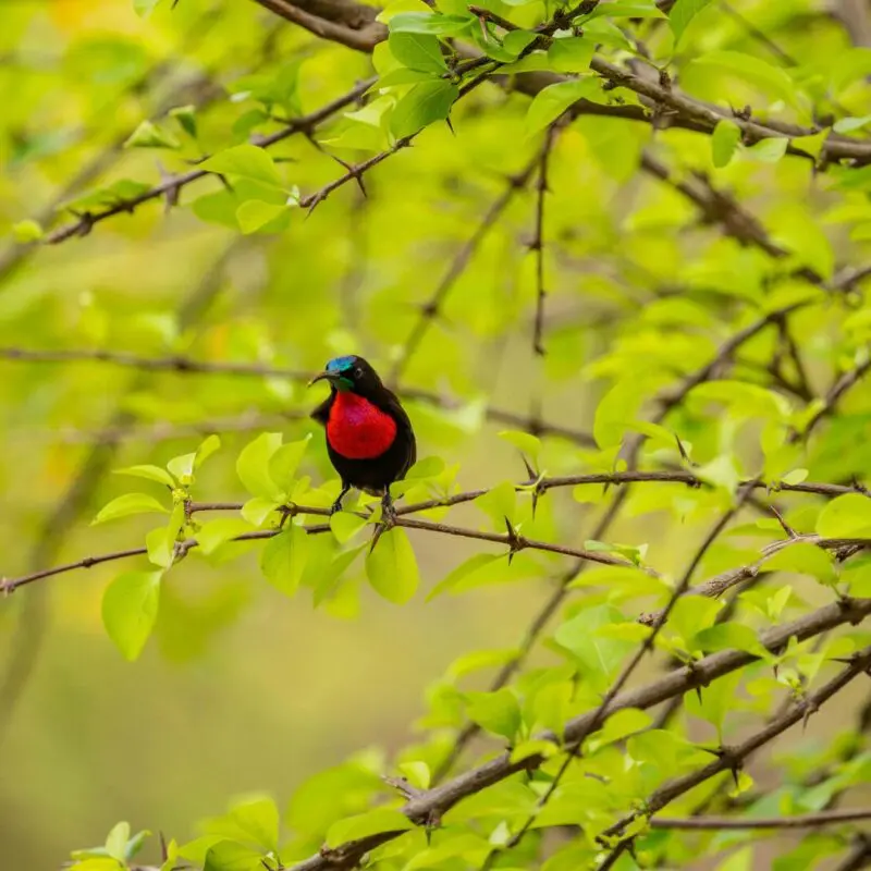 A small scarlet chested sunbird perched on a leafy branch in the Nyerere National Park