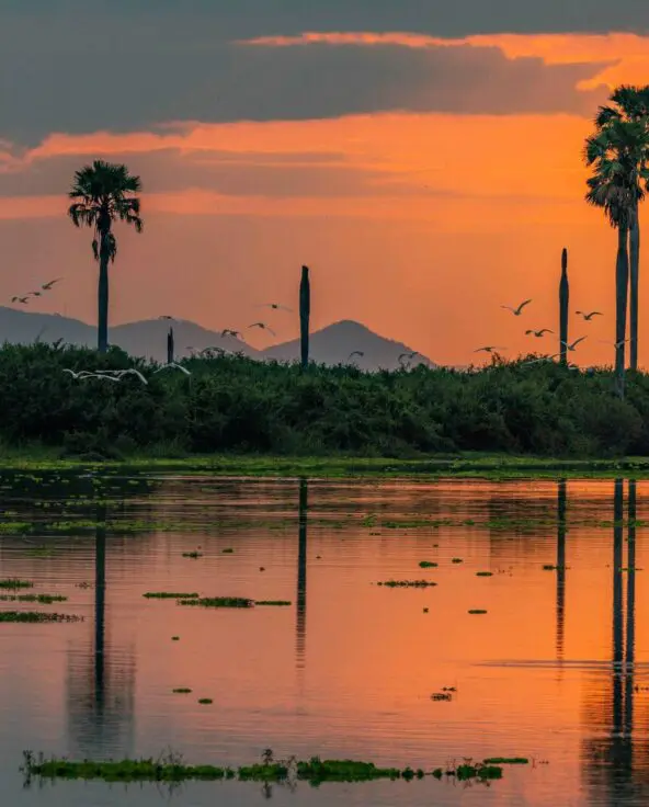 Palm trees silhouetted against an orange sunset with reflections shimmering in Nyerere National Park