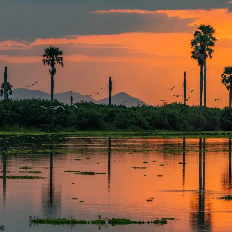 Palm trees silhouetted against an orange sunset with reflections shimmering in Nyerere National Park