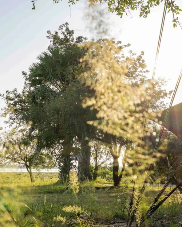 Sunlight shining through trees at Roho ya Selous with grassy landscape and river beyond