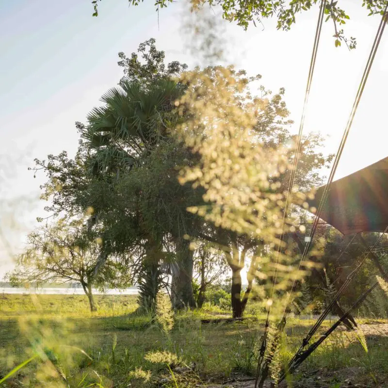 Sunlight shining through trees at Roho ya Selous with grassy landscape and river beyond
