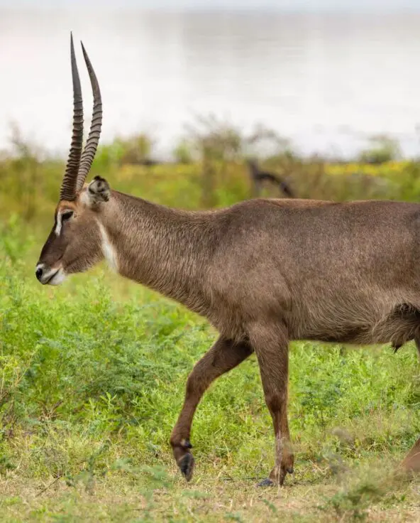 A waterbuck antelope walking through grassy vegetation near a river in Nyerere National Park