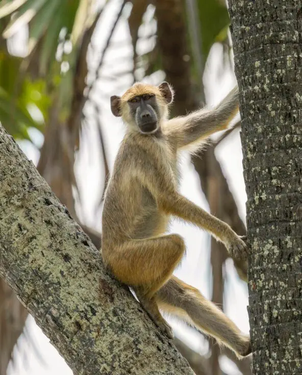 A yellow baboon sitting on a tree trunk surrounded by palm leaves, looking toward the camera
