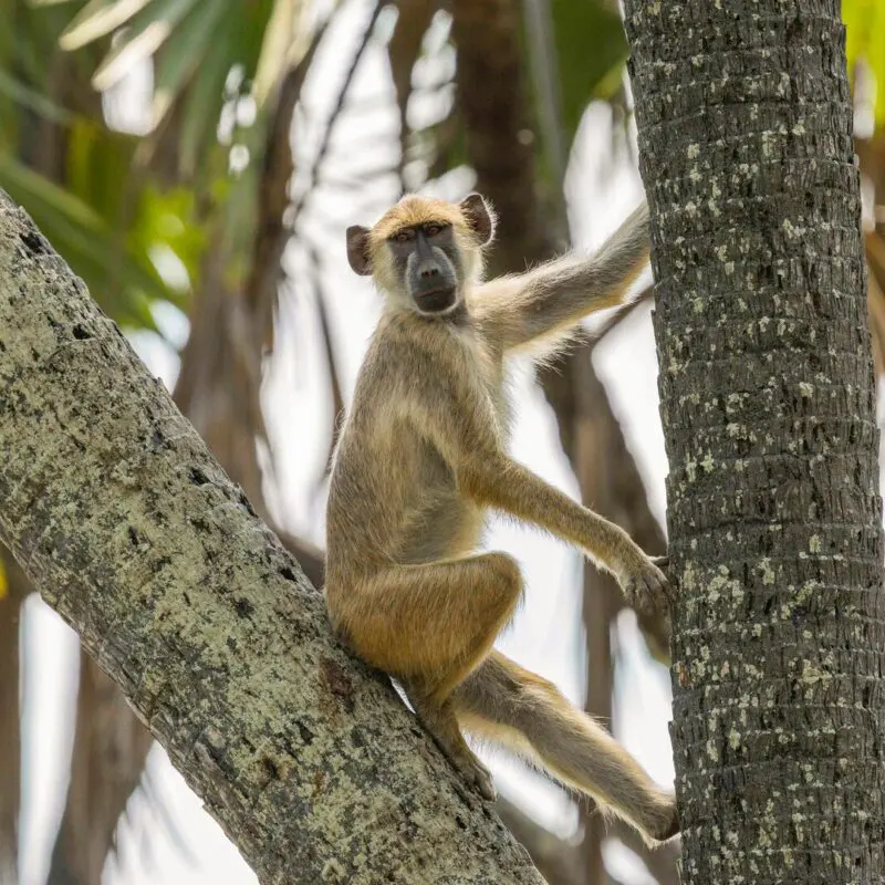 A yellow baboon sitting on a tree trunk surrounded by palm leaves, looking toward the camera