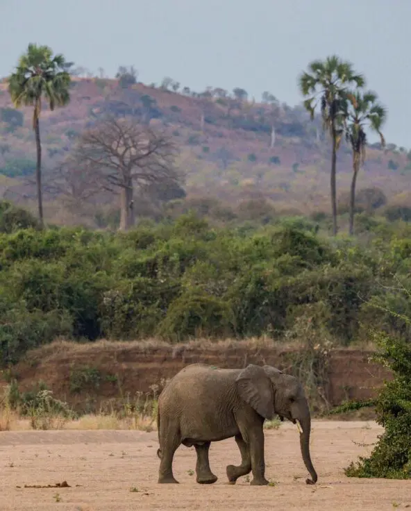 A lone elephant walking across a sandy riverbed in the Ruaha National Park with green shrubs and distant hills in the background