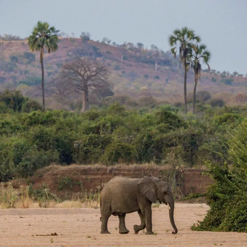 A lone elephant walking across a sandy riverbed in the Ruaha National Park with green shrubs and distant hills in the background