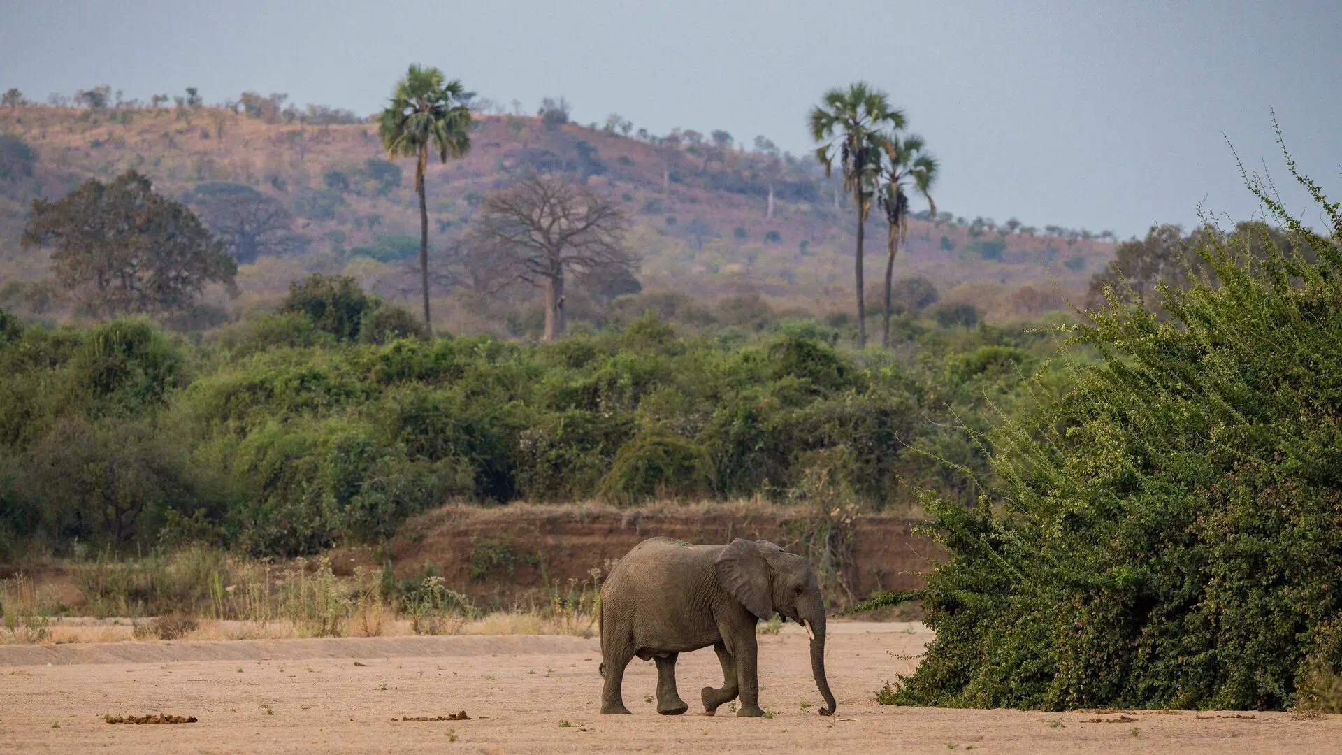 A lone elephant walking across a sandy riverbed in the Ruaha National Park with green shrubs and distant hills in the background