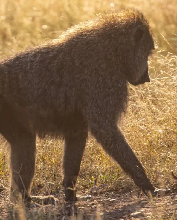 An adult baboon strides through golden grass as a young baboon leaps playfully beside it, backlit by warm sunlight on the Serengeti savannah.