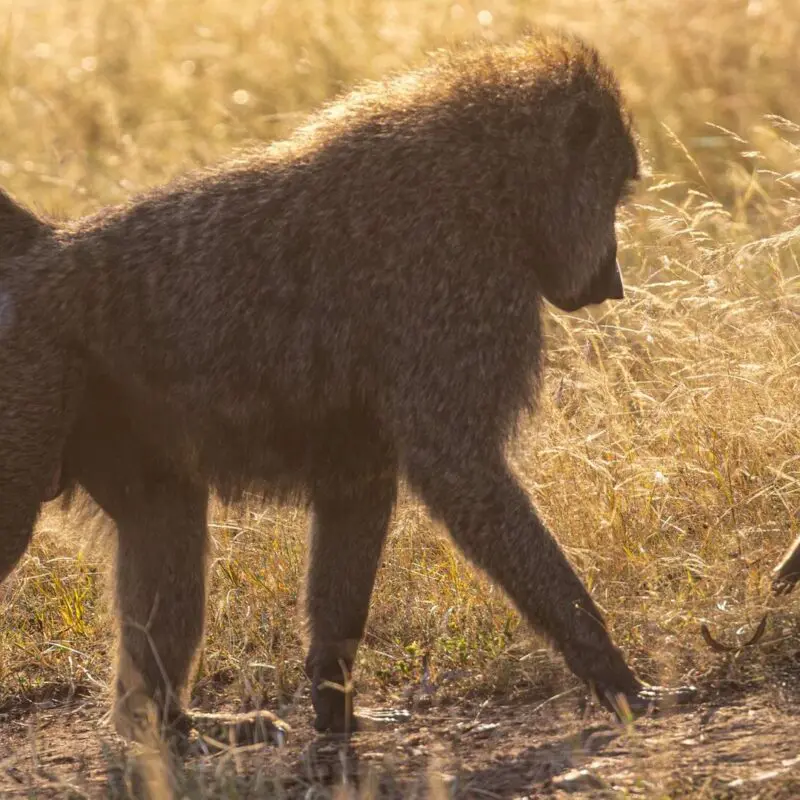 An adult baboon strides through golden grass as a young baboon leaps playfully beside it, backlit by warm sunlight on the Serengeti savannah.