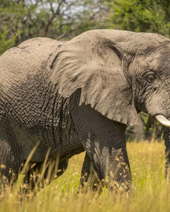 A large African elephant walks through tall golden grass, its wrinkled grey skin and curved tusks clearly visible against a backdrop of green woodland in the Serengeti.