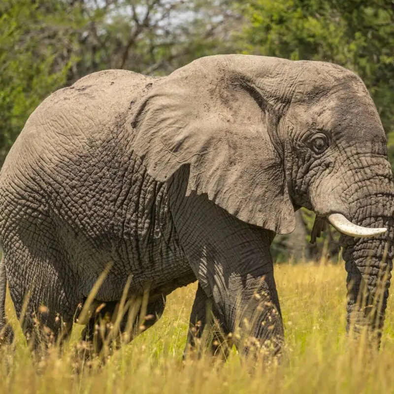 A large African elephant walks through tall golden grass, its wrinkled grey skin and curved tusks clearly visible against a backdrop of green woodland in the Serengeti.