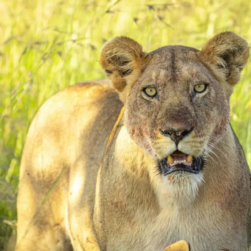 Close-up of a lioness standing in tall green grass, her golden eyes fixed forward and mouth slightly open, with sunlight highlighting her tawny coat and the surrounding Serengeti savannah.