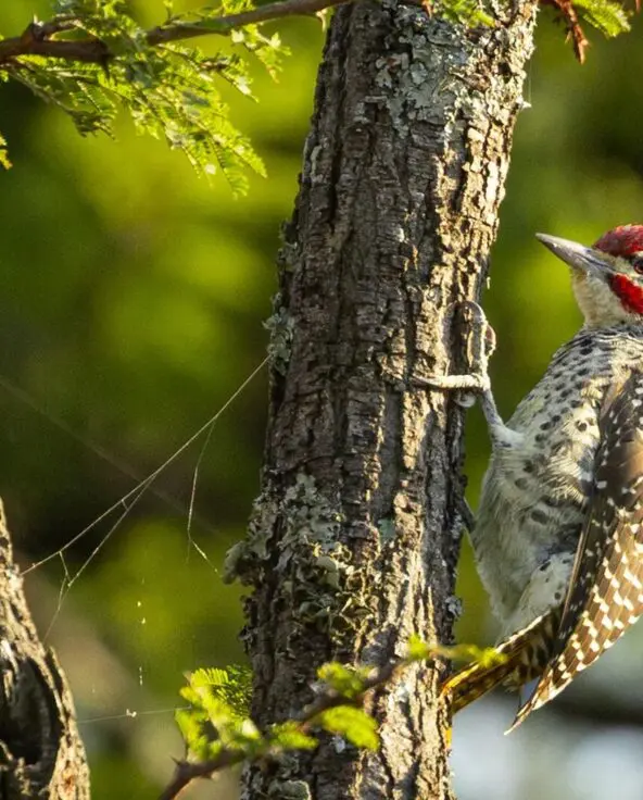 A red-headed woodpecker clings to the rough bark of an acacia tree, its spotted wings and pale chest lit by warm sunlight against a soft green, out-of-focus background.