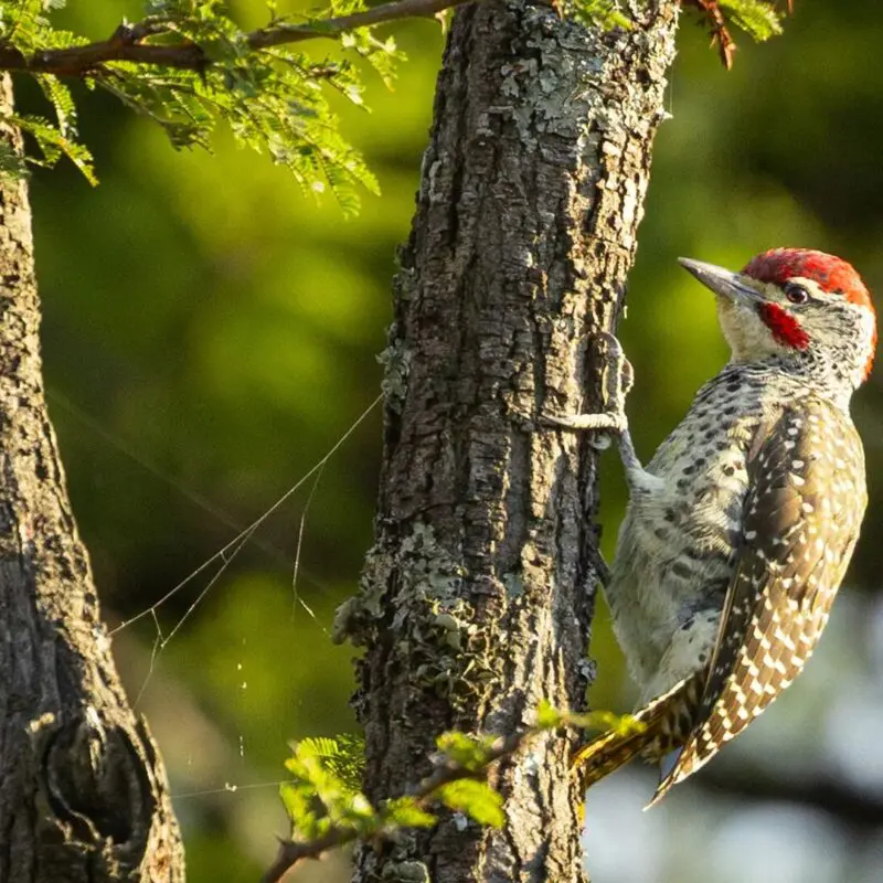 A red-headed woodpecker clings to the rough bark of an acacia tree, its spotted wings and pale chest lit by warm sunlight against a soft green, out-of-focus background.