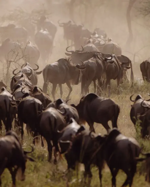 A large herd of wildebeest travels across grassy savannah, kicking up dust as they move together through scattered trees during the Great Migration.