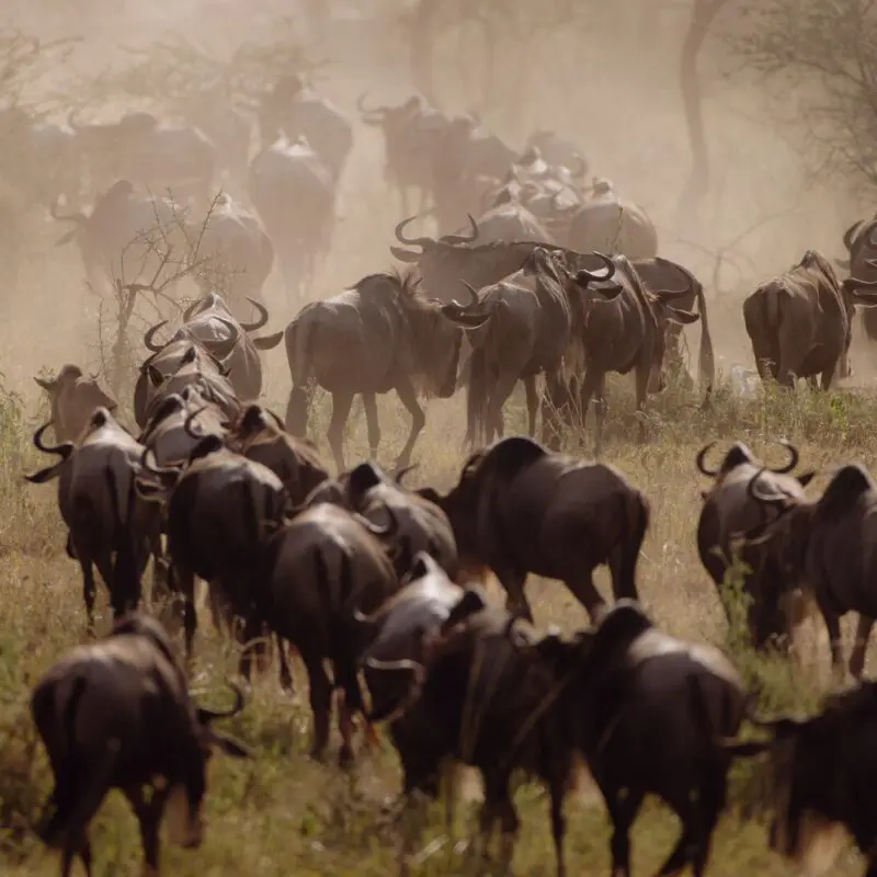 A large herd of wildebeest travels across grassy savannah, kicking up dust as they move together through scattered trees during the Great Migration.