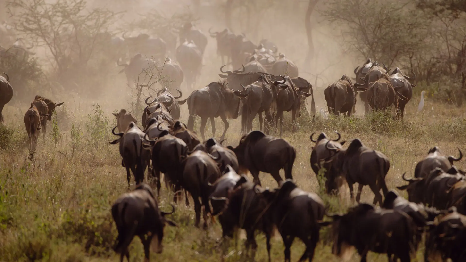 A large herd of wildebeest travels across grassy savannah, kicking up dust as they move together through scattered trees during the Great Migration.