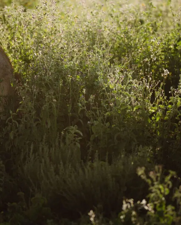 Two lionesses sit partially hidden among tall green grasses and wildflowers, softly lit by warm sunlight as they look out across the surrounding savannah.