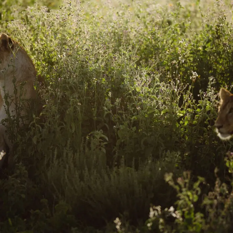 Two lionesses sit partially hidden among tall green grasses and wildflowers, softly lit by warm sunlight as they look out across the surrounding savannah.