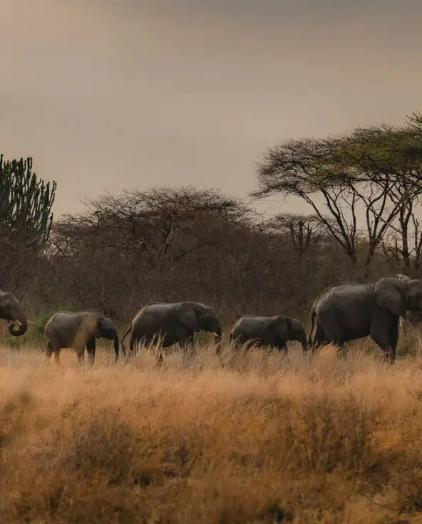 A group of elephants walking through tall dry grass with scattered trees in the background in Ruaha National Park
