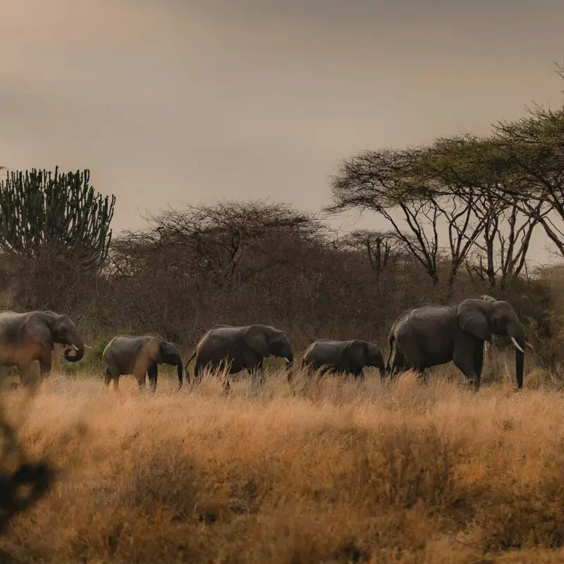 A group of elephants walking through tall dry grass with scattered trees in the background in Ruaha National Park