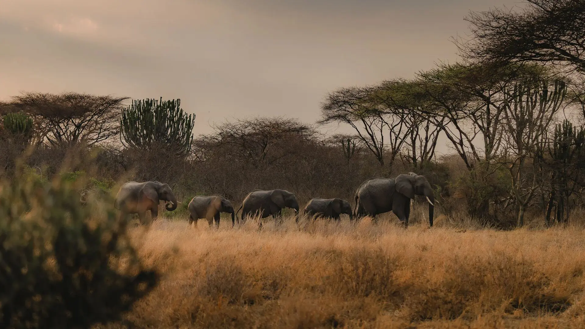 A group of elephants walking through tall dry grass with scattered trees in the background in Ruaha National Park