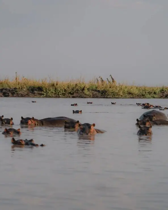 A large group of hippos in Ruaha National Park partially submerged in a river with grassy banks behind them.