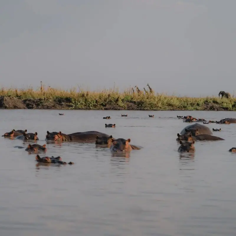 A large group of hippos in Ruaha National Park partially submerged in a river with grassy banks behind them.