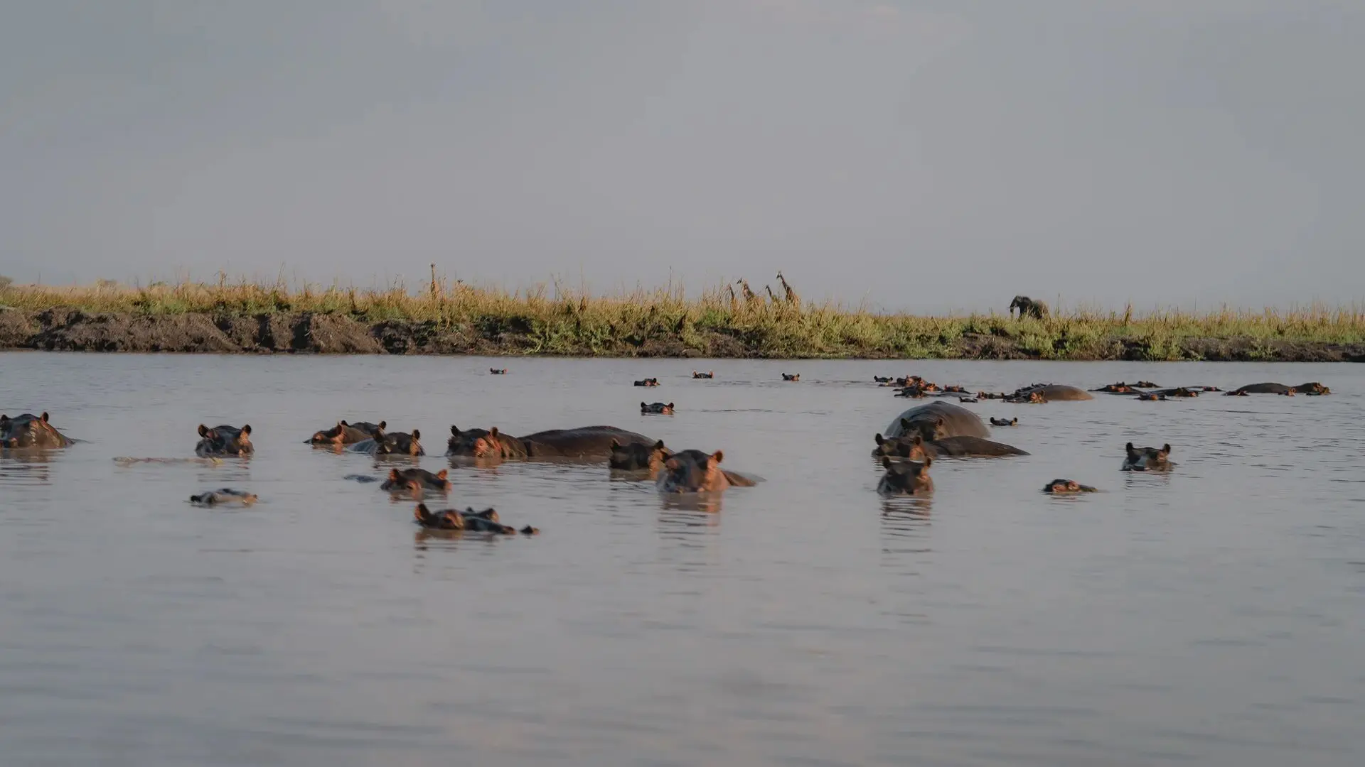 A large group of hippos in Ruaha National Park partially submerged in a river with grassy banks behind them.
