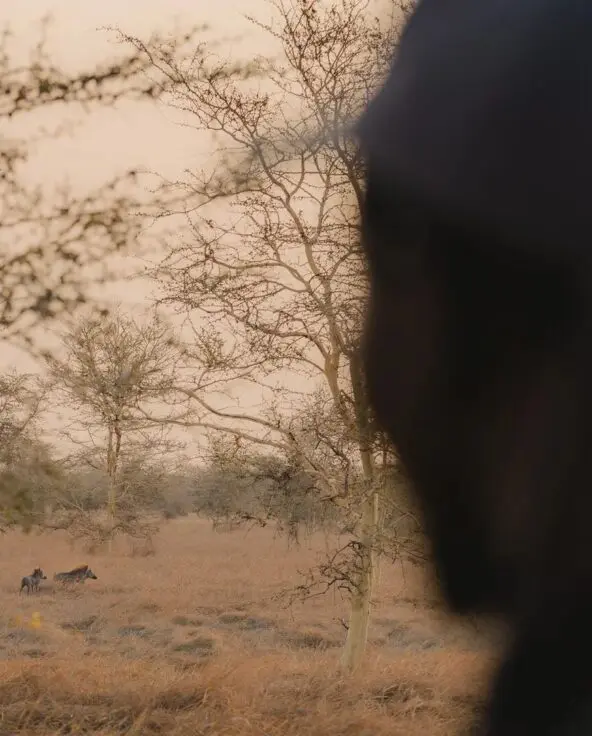 A small group of warthogs walking through dry grassland, viewed past a person in the foreground