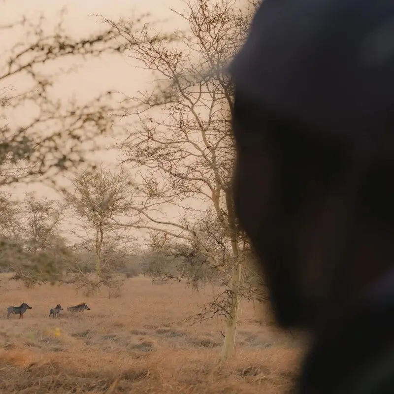 A small group of warthogs walking through dry grassland, viewed past a person in the foreground